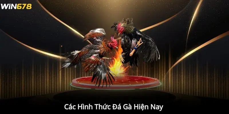 Các Hình Thức Đá Gà Hiện Nay 