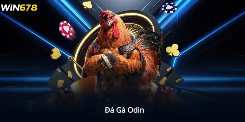 Đá Gà Odin