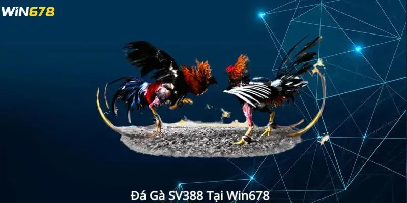 Đá Gà SV388 Tại Win678