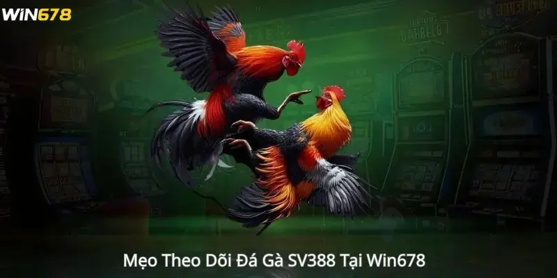 Mẹo Theo Dõi Đá Gà SV388 Tại Win678