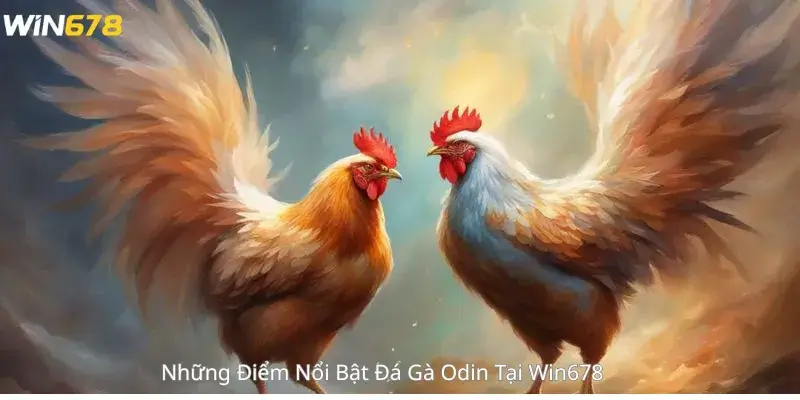 Những Điểm Nổi Bật Đá Gà Odin Tại Win678 