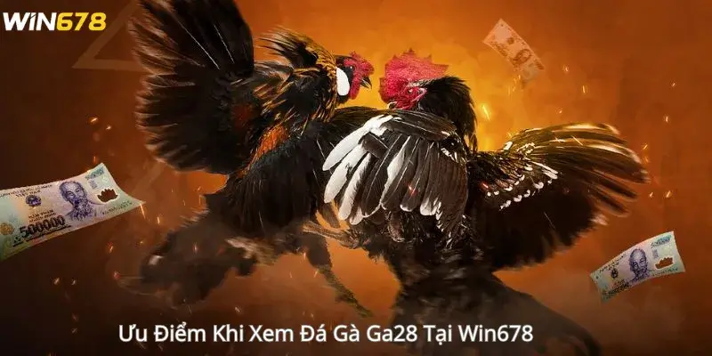 Ưu Điểm Khi Xem Đá Gà Ga28 Tại Win678