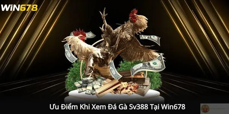 Ưu Điểm Khi Xem Đá Gà Sv388 Tại Win678